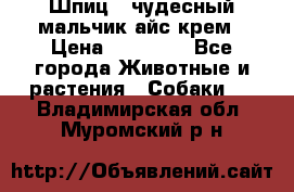 Шпиц - чудесный мальчик айс-крем › Цена ­ 20 000 - Все города Животные и растения » Собаки   . Владимирская обл.,Муромский р-н